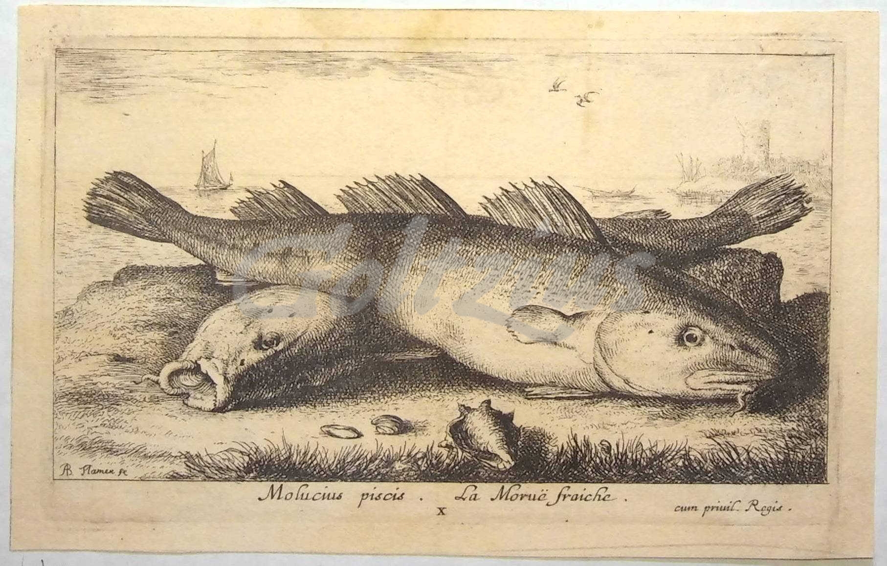 FLAMEN, ALBERT, Molucius piscis - La Moruë fraiche (young codfish)