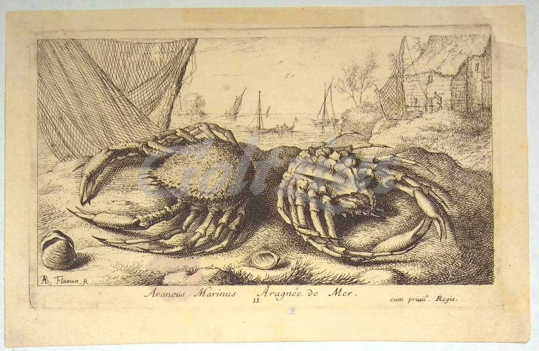 FLAMEN, ALBERT, Araneus Marinus - Aragnée de Mer (spider crabs)