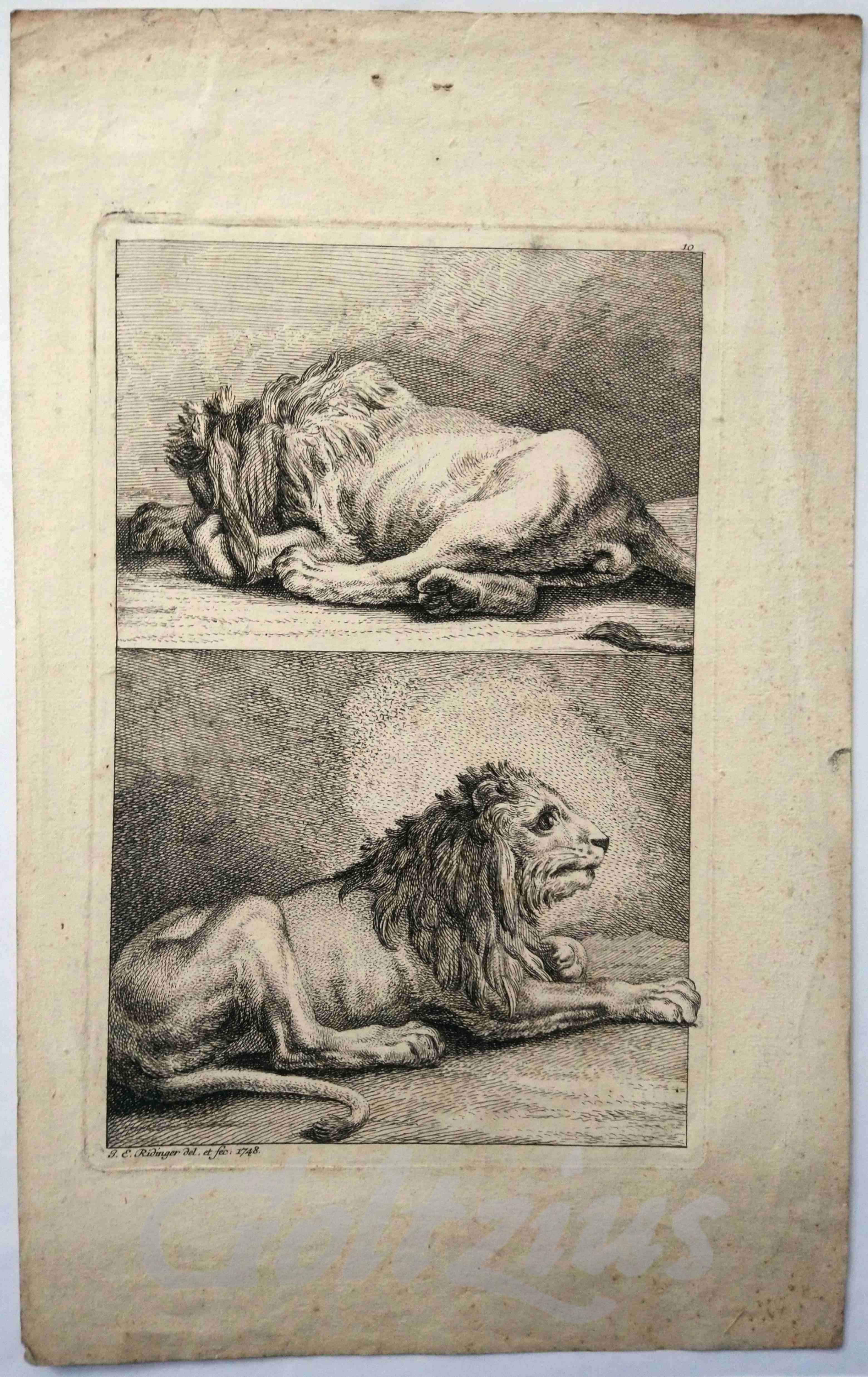 RIDINGER, JOHANN ELIAS, Two lions
